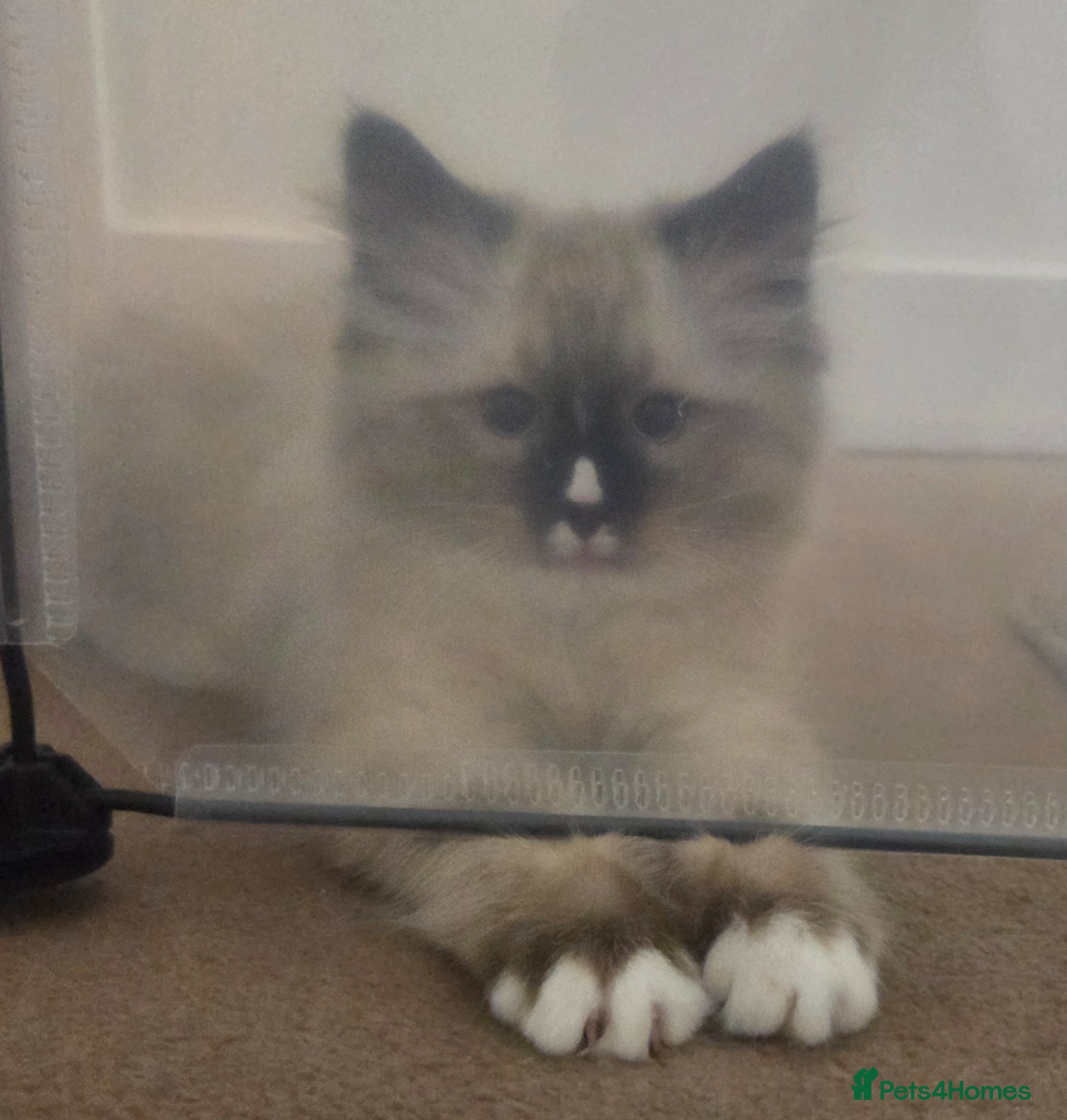 Siberian cats for sale: Gorgeous Siberian Kitten  - Advert 7