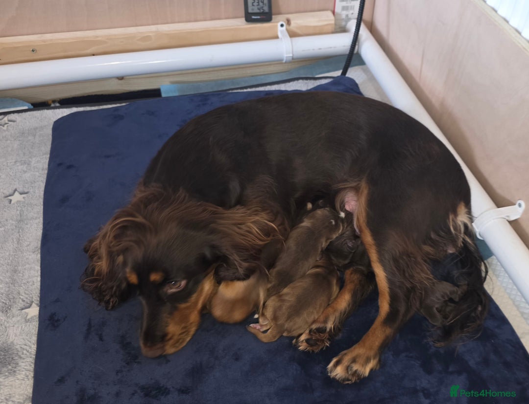 Cocker Spaniel dogs for sale: Beautiful KC Registered Cocker Spaniel Puppies  - Advert 2