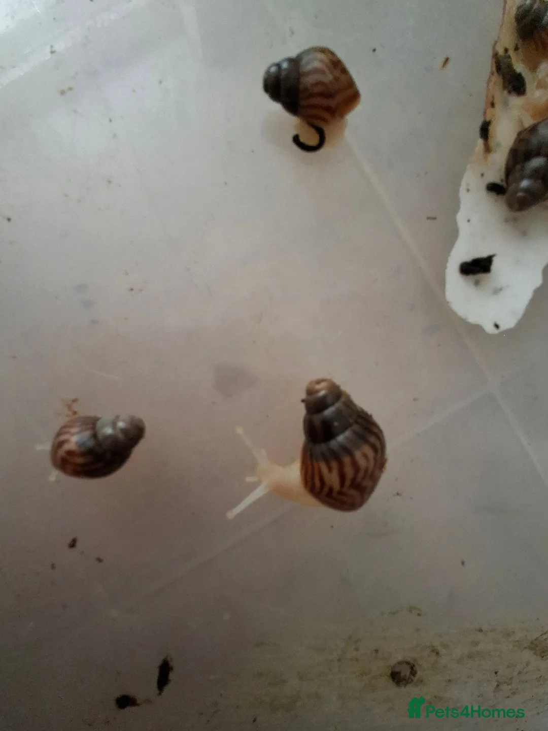 Snails invertebrates for sale: Giant African Land Snail one year old - Advert 2