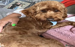 Cockapoo dogs for stud: Cockapoo  - Image 6