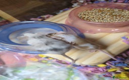 Mouse rodents for sale: Fancy mouse waiting list in Milton Keynes - Image 7