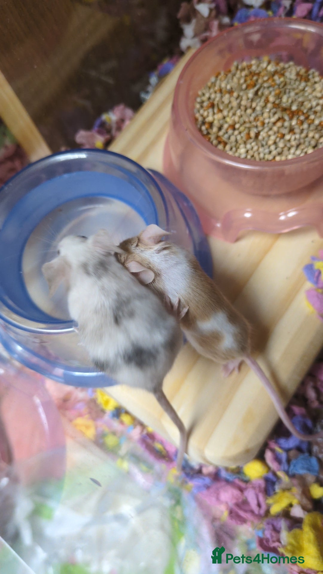 Mouse rodents for sale: Fancy mouse waiting list in Milton Keynes - Image 7