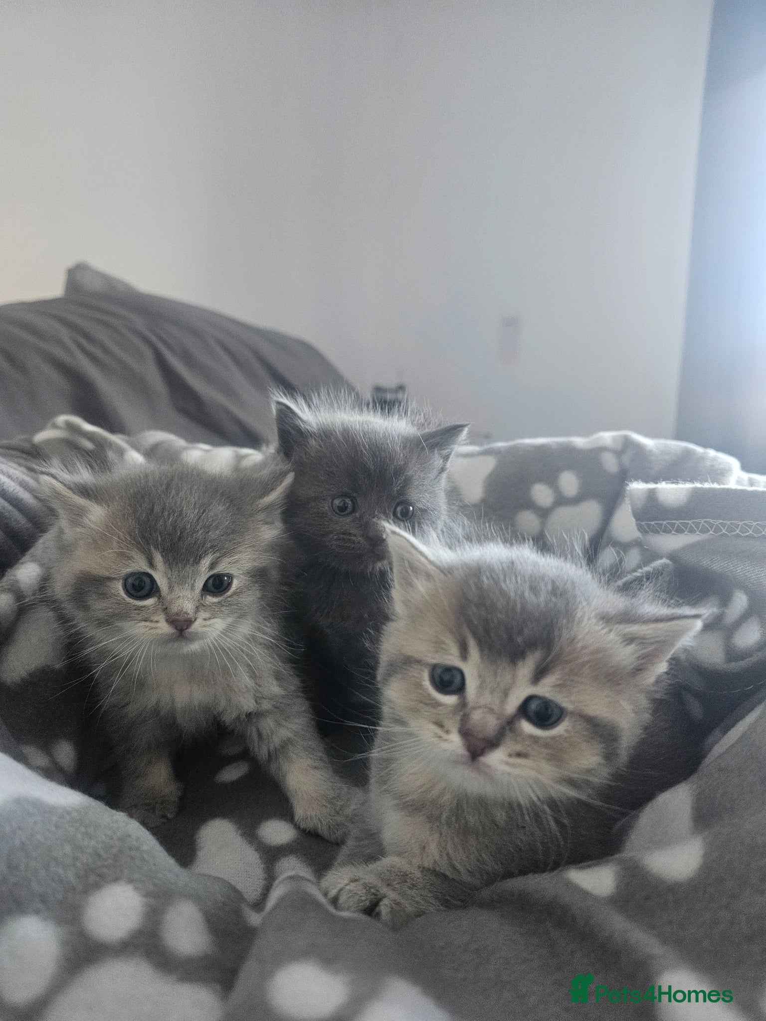 Mixed Breed cats BSH/RAGDOLL kittens - Advert 2