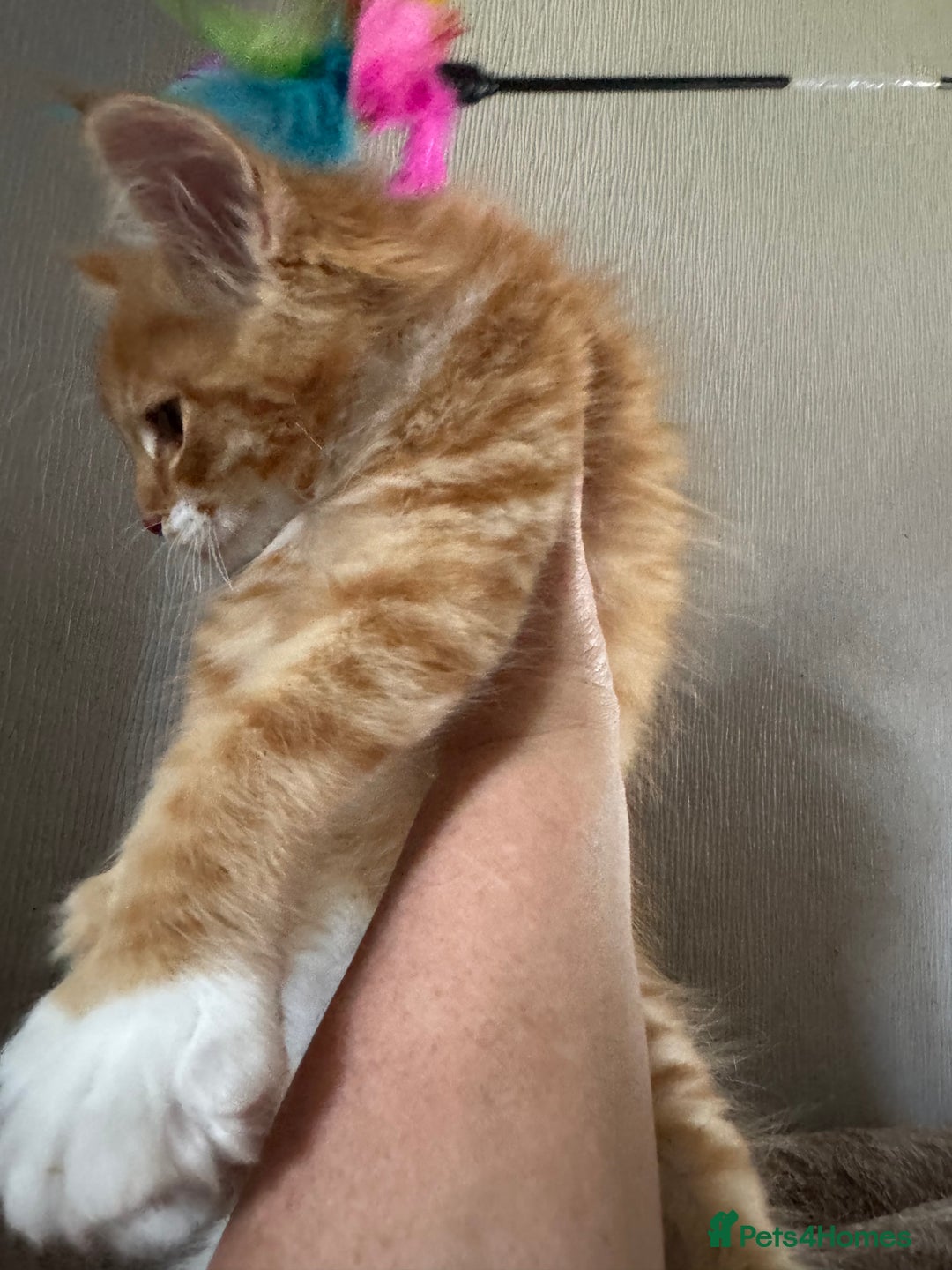 Maine Coon cats for sale: Ready now Maine Coon large Boys GCCF - Image 14