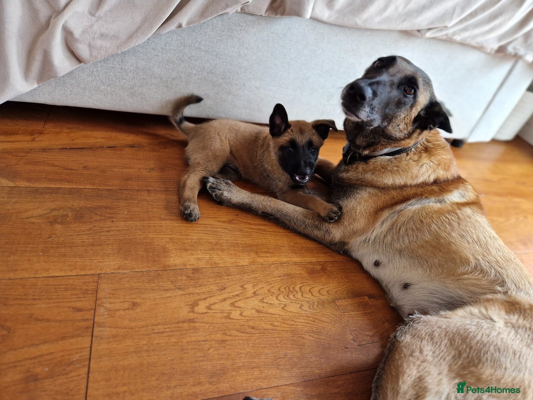 Belgian Shepherd Dog dogs for sale: Malinois Puppy for Sale - Pure, Healthy, KC Regist - Image 6