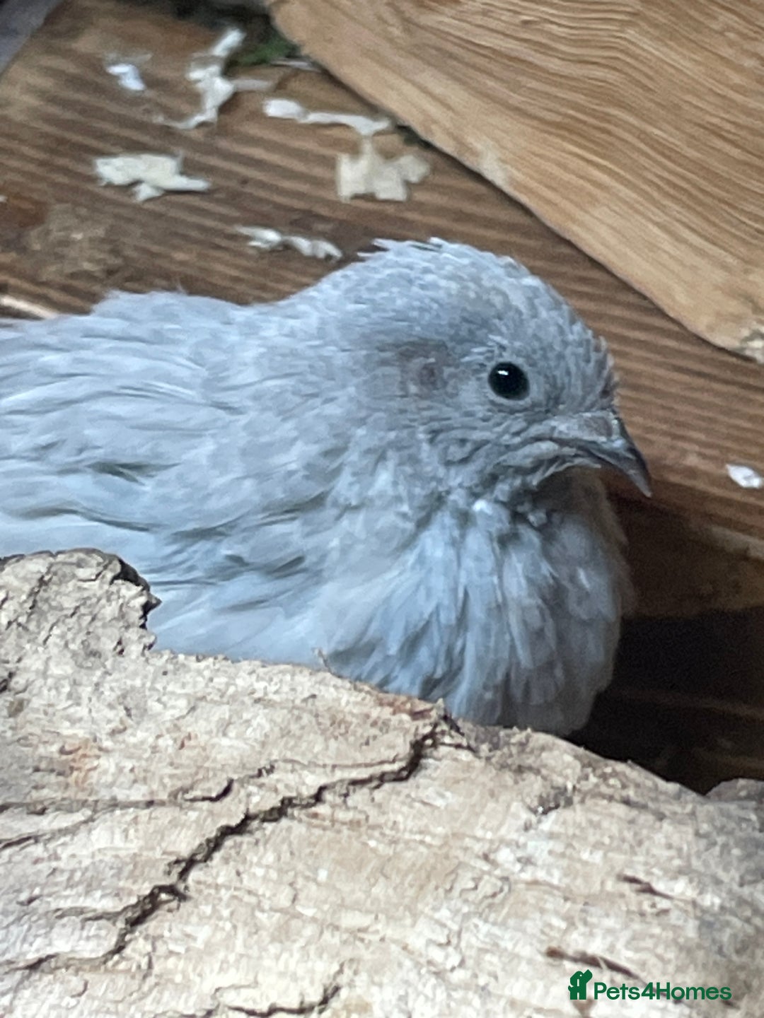 Quail poultry for sale: Chinese Painted Button Quail Chicks - Advert 2