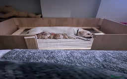 Labrador Retriever dogs for sale: 🐾🥰 Only 4 beautiful boys left  - Image 2