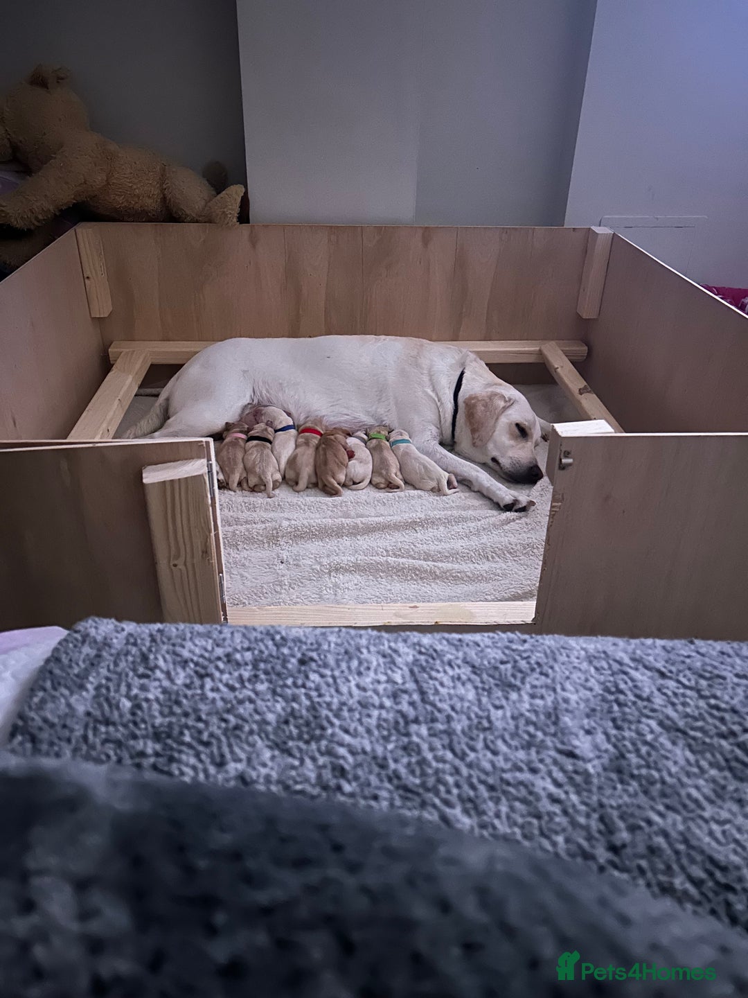 Labrador Retriever dogs for sale: 🐾🥰 Only 4 beautiful boys left  - Image 2