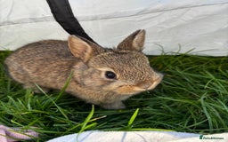 Netherland Dwarf rabbits for sale: Pure neverland dwarf babies  - Image 7