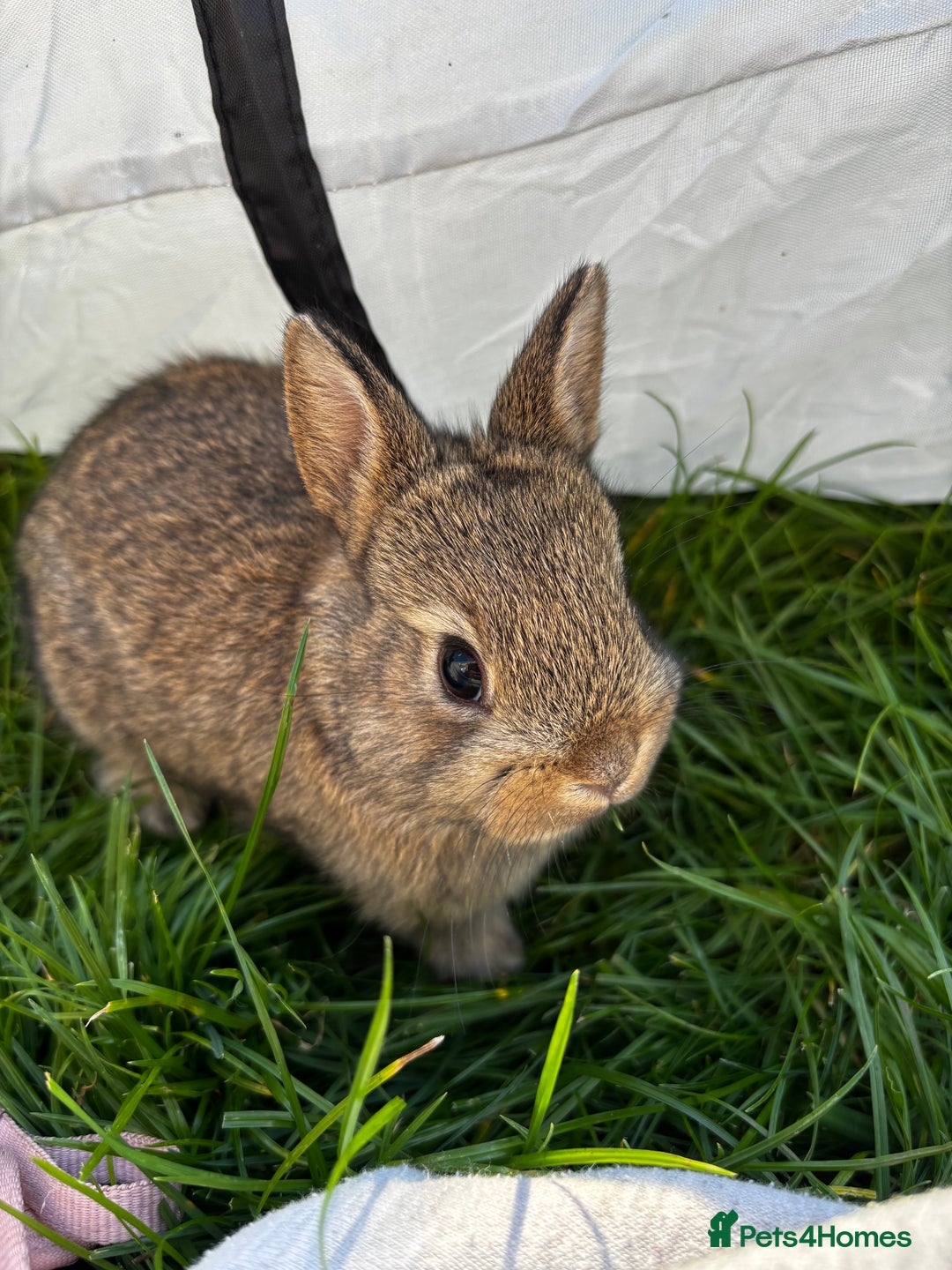 Netherland Dwarf rabbits for sale: Pure neverland dwarf babies  - Image 7