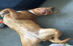 Dogue De Bordeaux dogs for sale: Tina  - Image 6