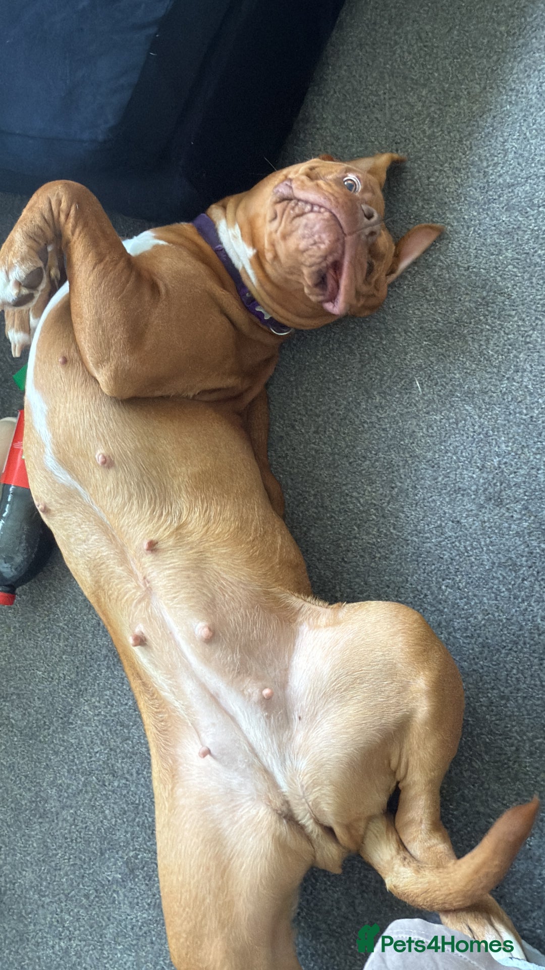 Dogue De Bordeaux dogs for sale: Tina  - Image 6