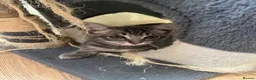 Ragdoll cats for sale: Ragdoll cross tabby kittens - Advert 5
