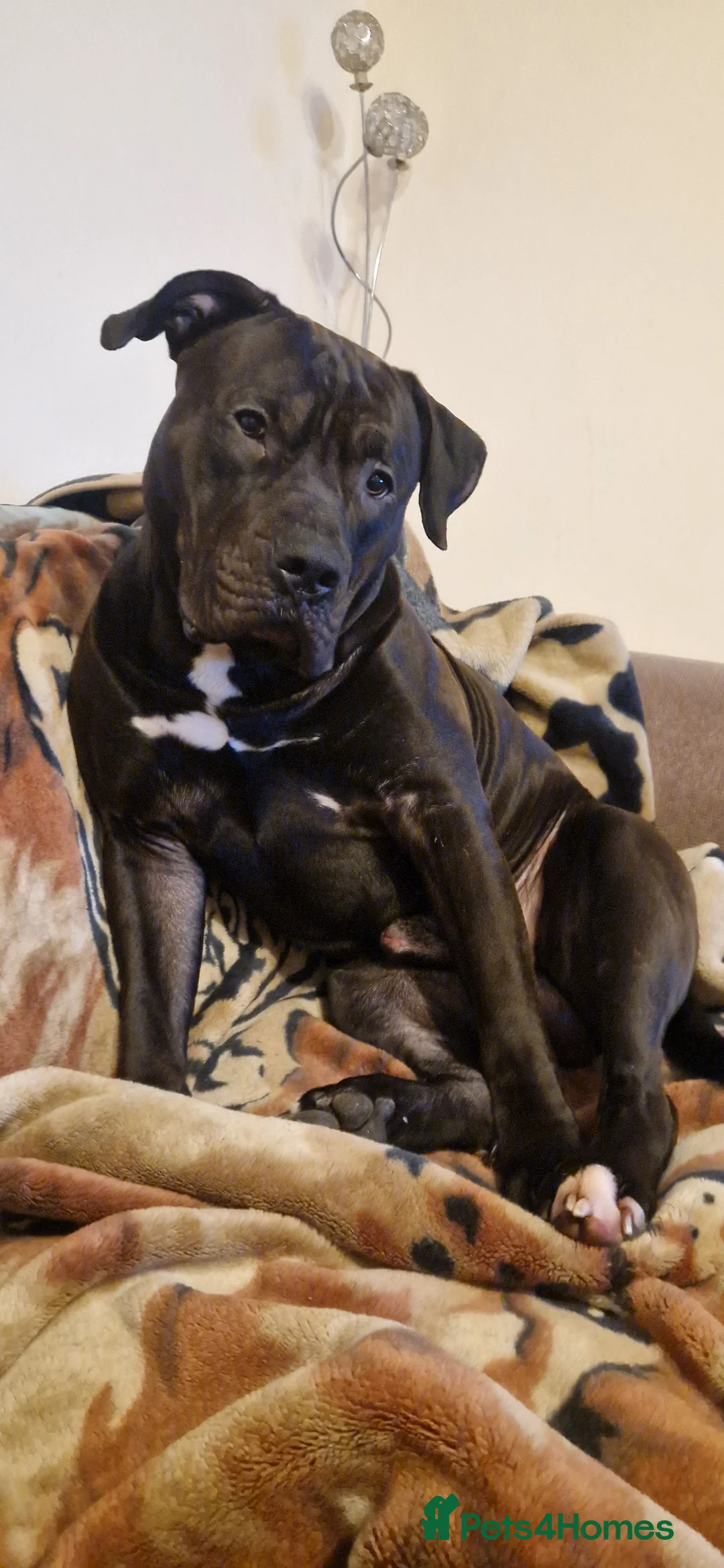 Presa Canario dogs for sale: Presa Canario, 2y3m – Big soft lad, cuddle monster - Advert 5