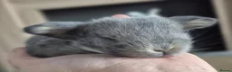 Mini Lop rabbits for sale: Beautifull  mini lops - Advert 6
