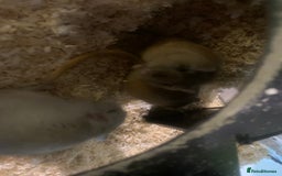 Gerbil rodents for sale: 3 male gerbils - Image 20