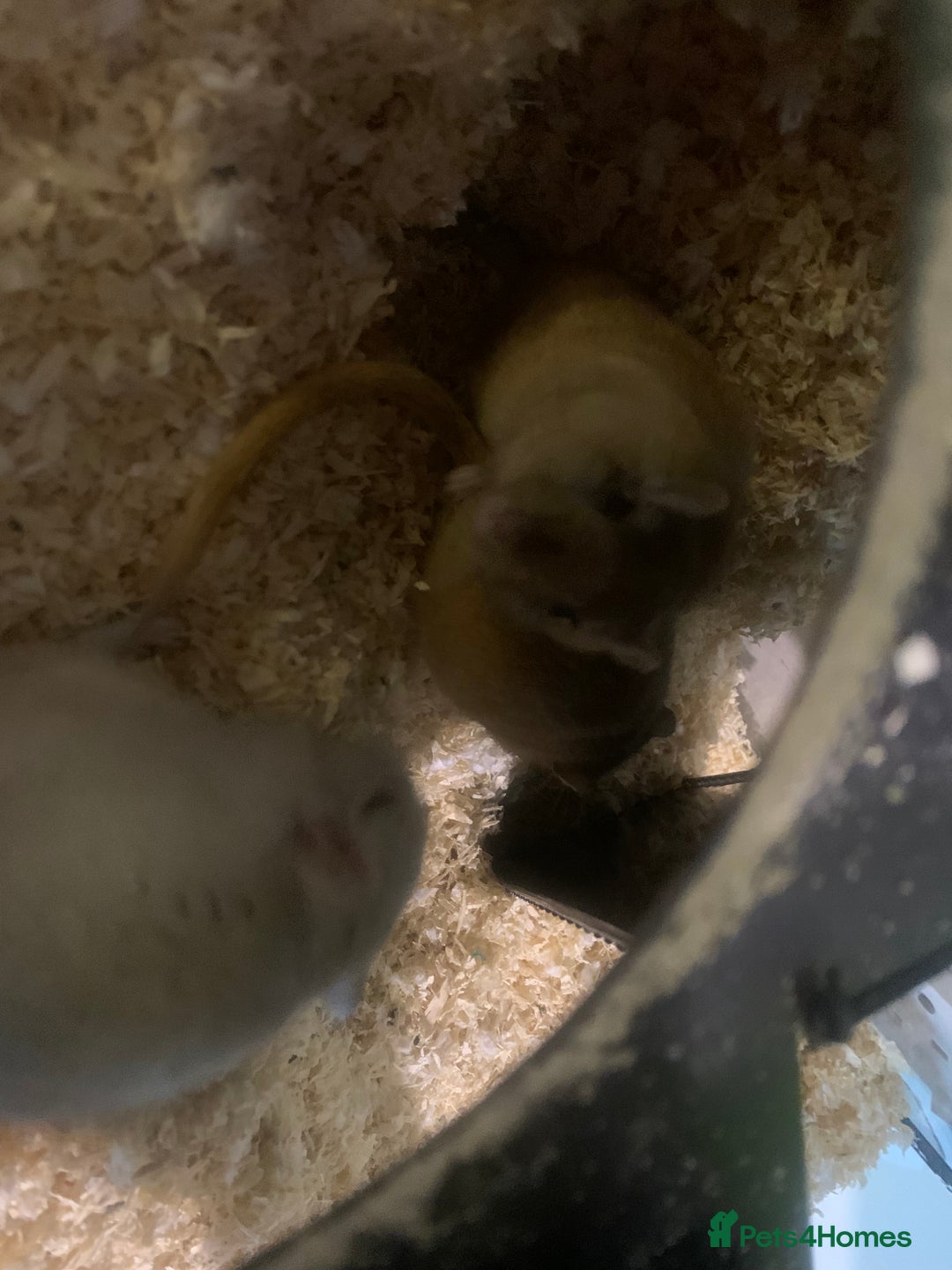 Gerbil rodents for sale: 3 male gerbils - Image 20