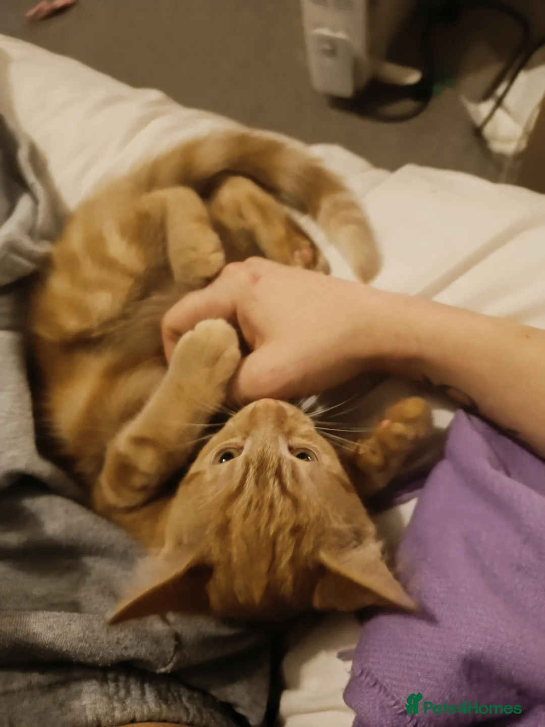 Ragdoll cats for sale: Only ginger male available  - Advert 6