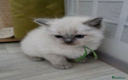 Ragdoll cats for sale: Blue mitted 🐾 Ragdoll kittens 😻 - Image 17