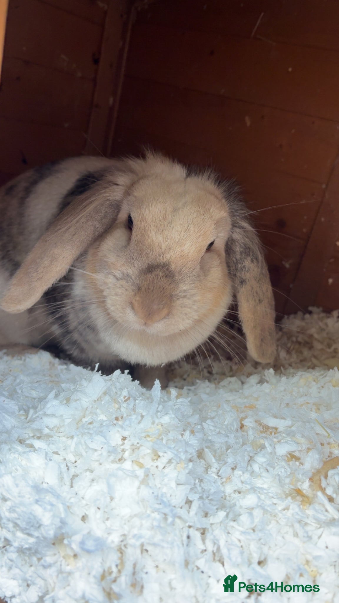 Lionhead rabbits Lionhead female rabbit  - Advert 1