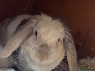 Lionhead rabbits Lionhead female rabbit - Advert 1