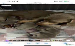 Dachshund dogs for sale: Miniature Isabella Tan Smooth Coat Dachshunds - Image 9