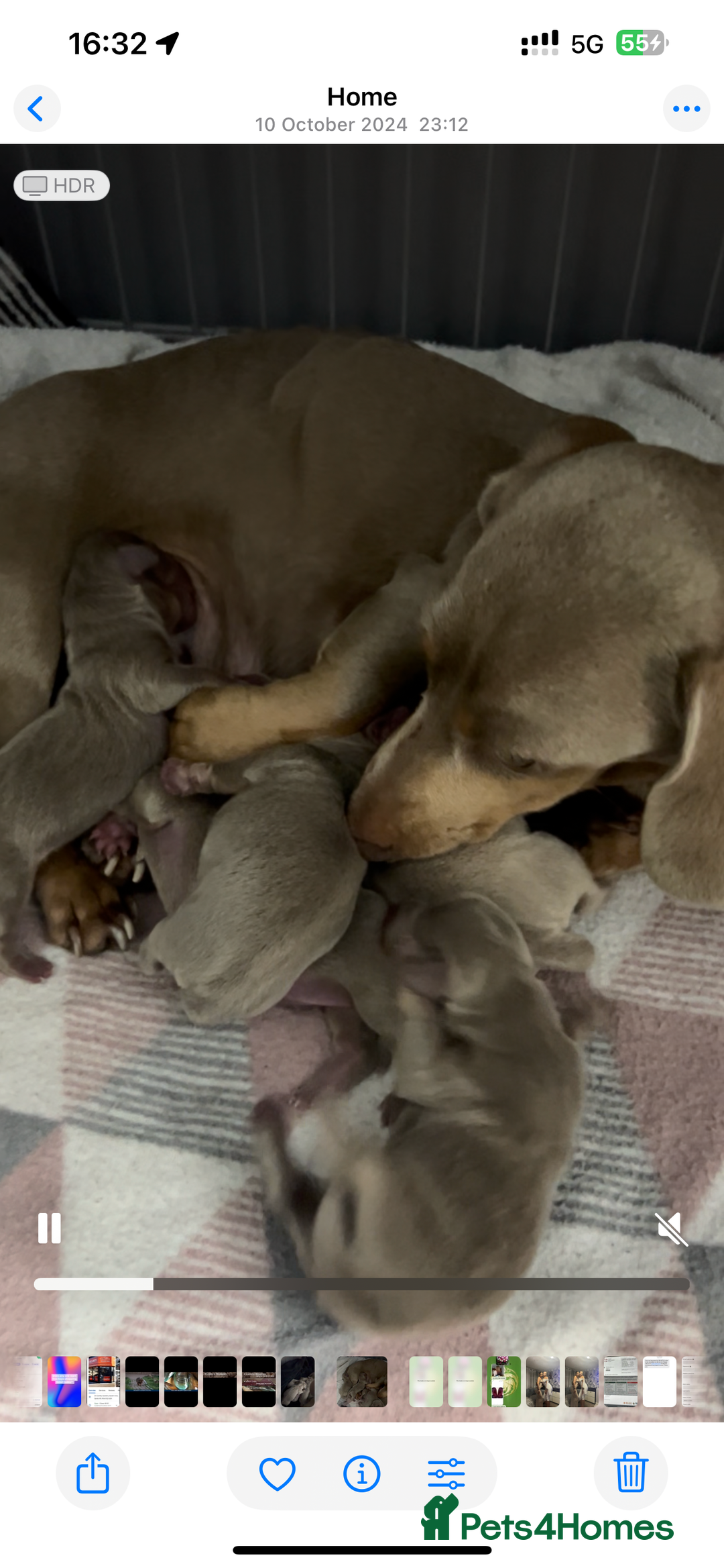 Dachshund dogs for sale: Miniature Isabella Tan Smooth Coat Dachshunds - Image 9