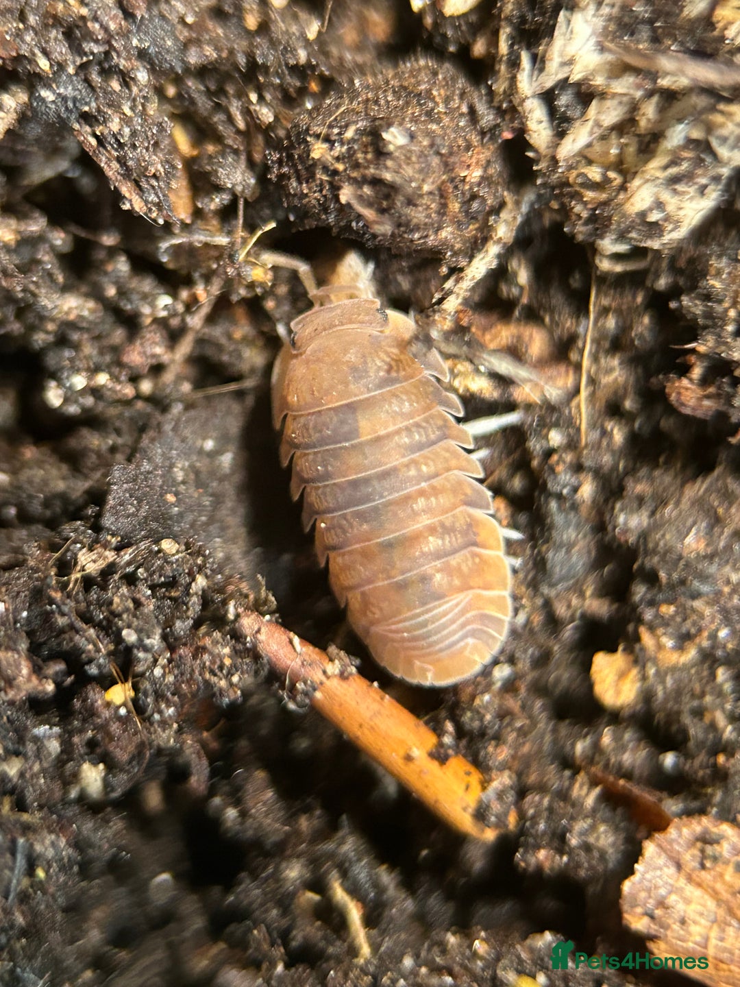 Mixed Breed invertebrates for sale: Isopods, Millipedes & Springtails - Image 7