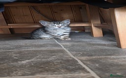 Bengal cats for sale: Mixed Tabby x Bengal Kittens – 2 Males Left 🐾 - Image 10