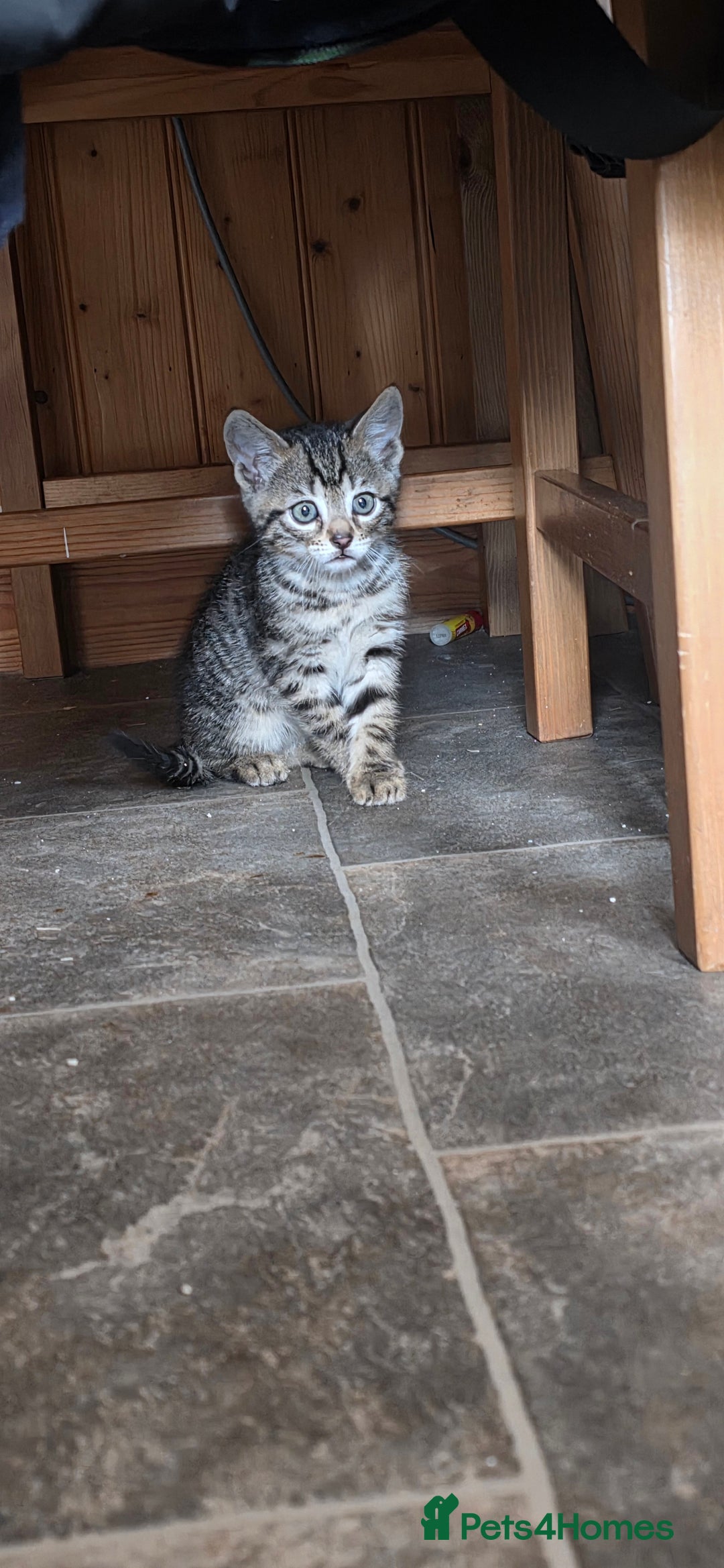 Bengal cats for sale: Mixed Tabby x Bengal Kittens – 2 Males Left 🐾 - Image 10