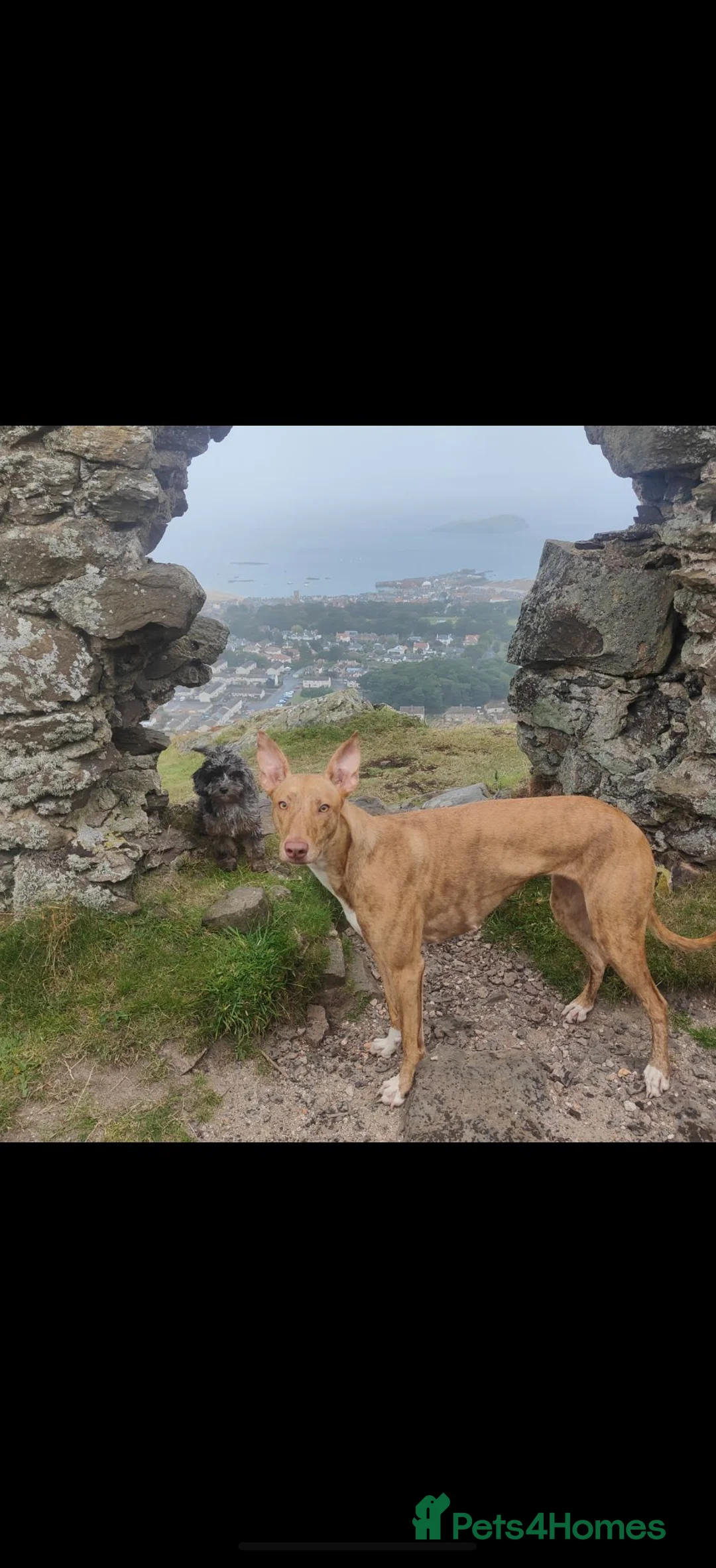 Lurcher dogs for sale: Stunning lurcher puppies in Glasgow - Advert 1
