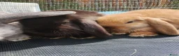 Mini Lop rabbits for sale: Pure mini lop Bunny ready from 12/06 - Advert 12