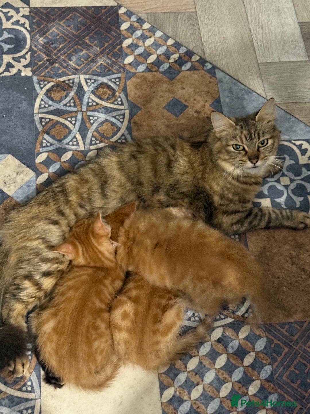 Maine Coon cats for sale: Beautiful mixed breed kittens  - Image 3