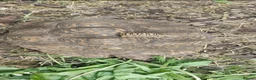 Tortoise reptiles for sale: Leopard spotted Tortoises  - Advert 9