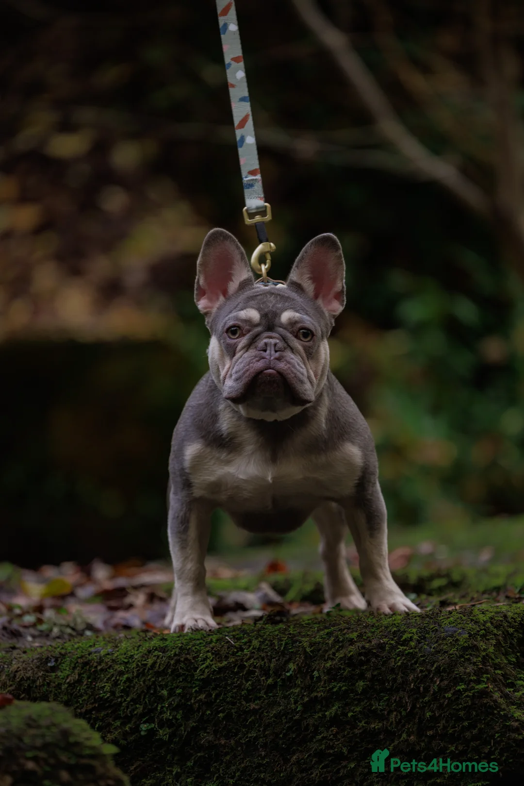 French Bulldog dogs for stud: French Bulldog Stud 🔥 The Next Generation - Advert 19