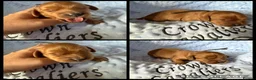 Cavapoo dogs for sale: F1 RED CAVAPOOS HEALTH TESTED KC PARENTS LICENSED  - Advert 12