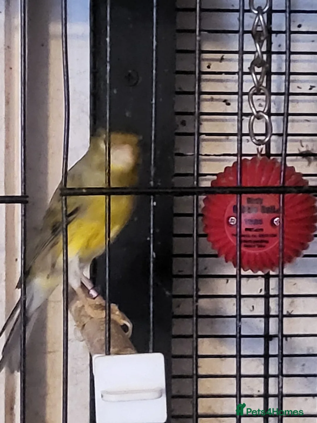 Canaries birds for sale: Canaries in Portsmouth - Advert 6