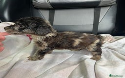 Cockapoo dogs for sale: GORGEOUS F1 MERLE COCKAPOOS HEALTH TESTED PARENTS - Image 22