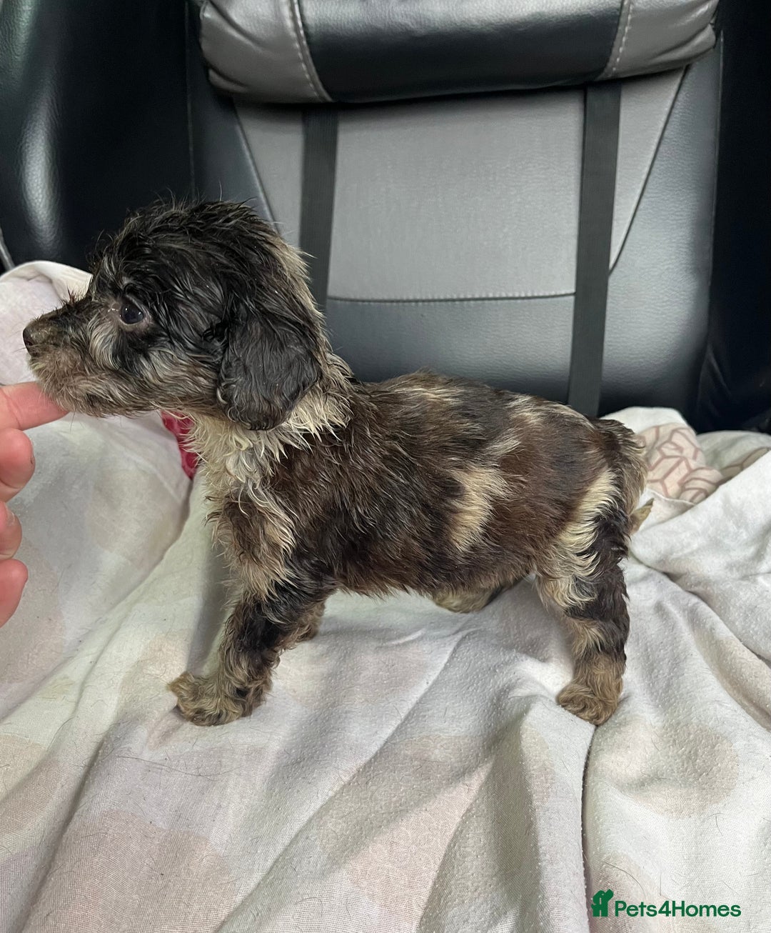 Cockapoo dogs for sale: GORGEOUS F1 MERLE COCKAPOOS HEALTH TESTED PARENTS - Image 22
