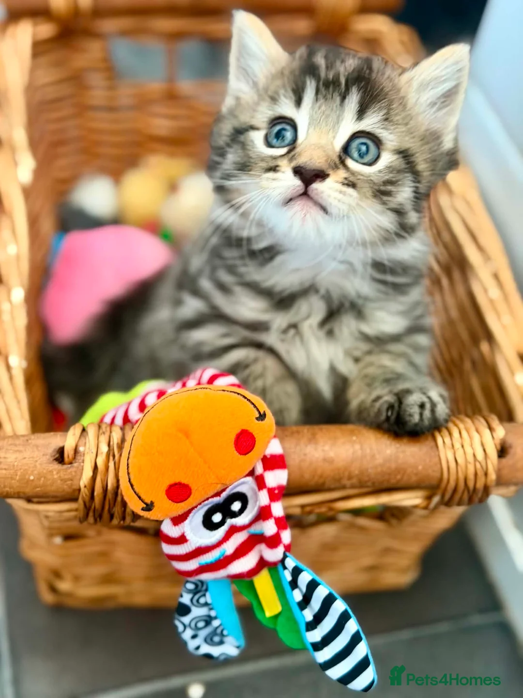 Mixed Breed cats for sale: Beautiful kittens - Advert 19