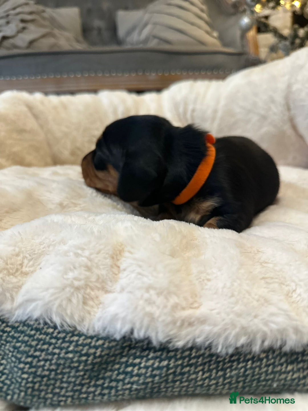 Miniature Dachshund dogs for sale: Miniature Dachshund Puppies - Advert 21