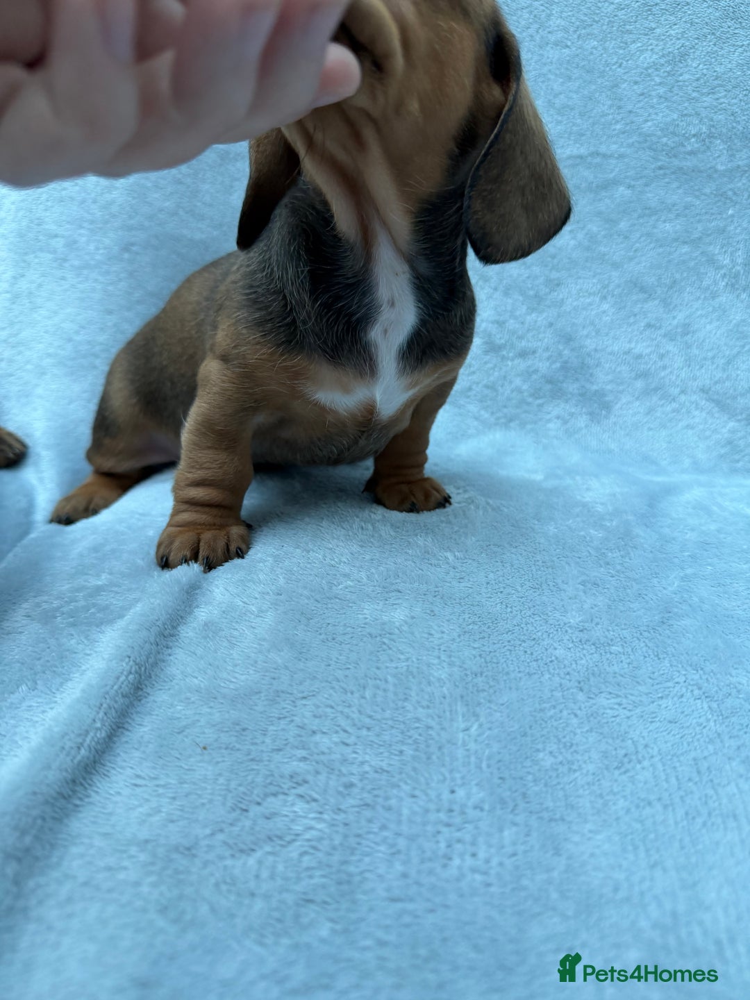 Miniature Dachshund dogs for sale: Gorgeous Miniature smooth Dachshunds  - Advert 6
