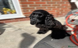 Cocker Spaniel dogs for sale: Show Cocker Spaniel Female 5 months old - Image 7