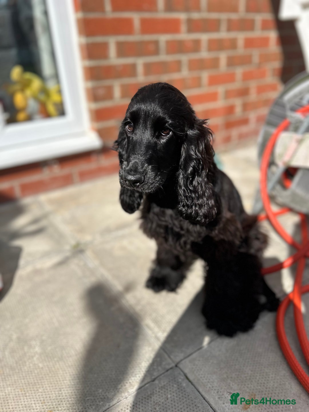 Cocker Spaniel dogs for sale: Show Cocker Spaniel Female 5 months old - Image 7