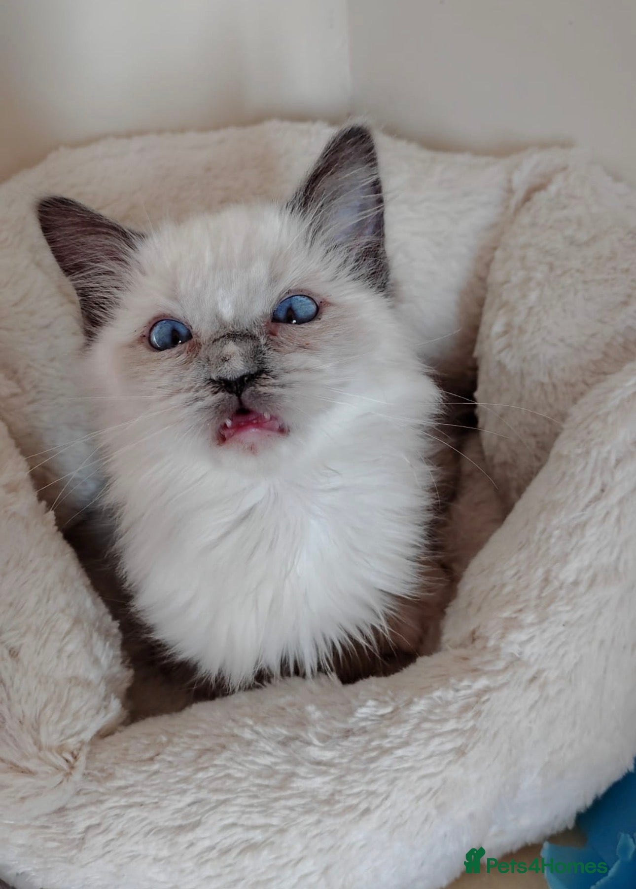 Ragdoll cats Champion GCCF Ragdoll 1 boy left  - Advert 18