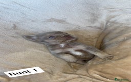 French Bulldog dogs for sale: Pure visual fluffy Frenchie’s  - Image 1