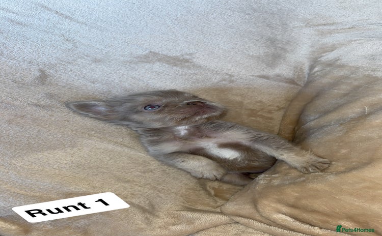 French Bulldog dogs - Advert 1