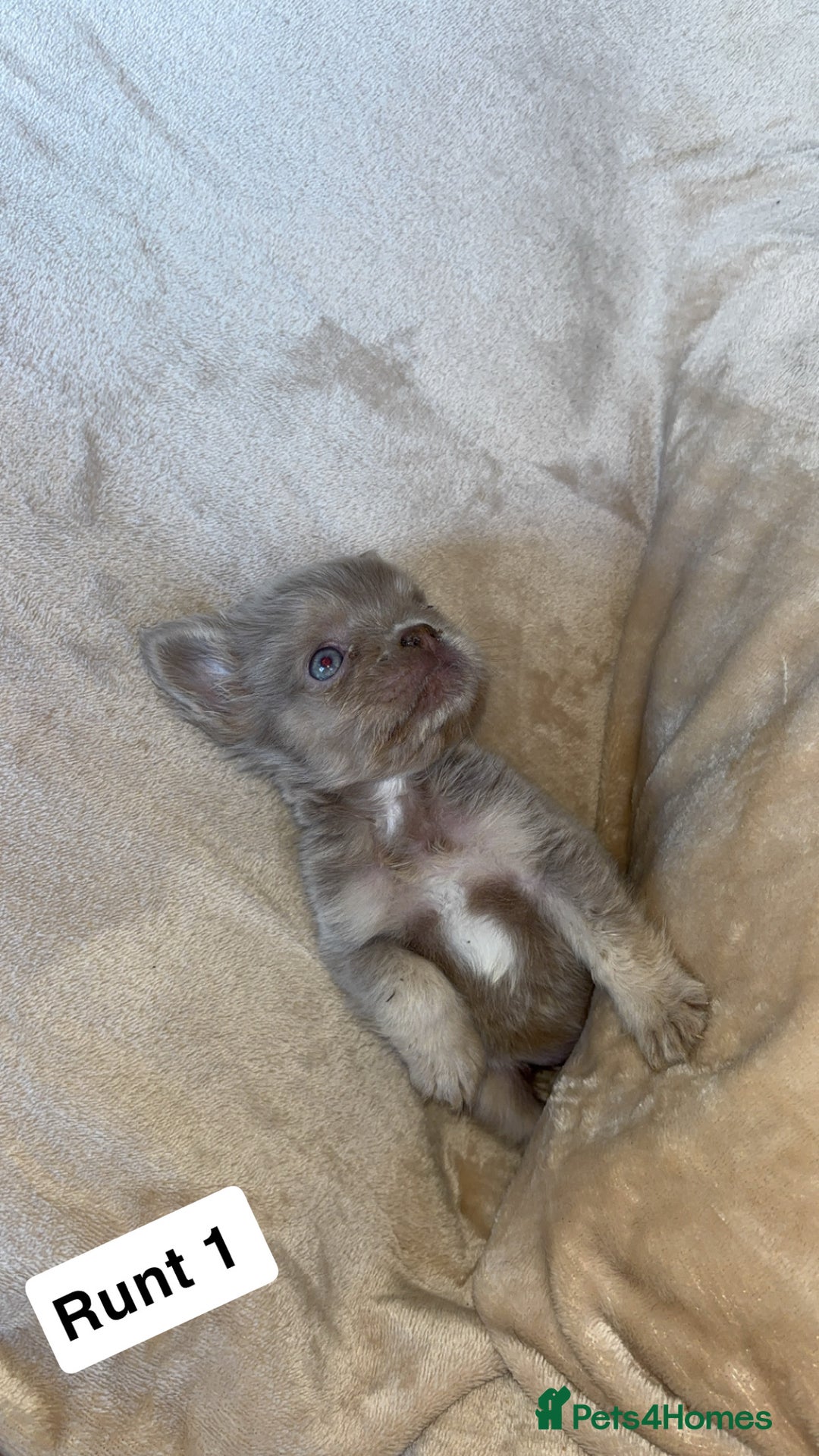 French Bulldog dogs for sale: Pure visual fluffy Frenchie’s  - Image 1