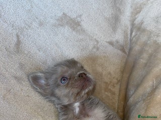 French Bulldog dogs - Advert 1