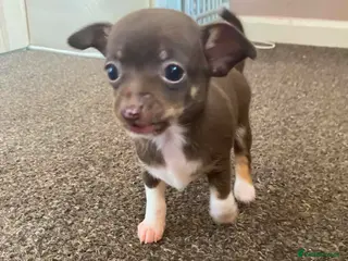 Chihuahua dogs Chihuahua puppies pedigree male - Advert 14